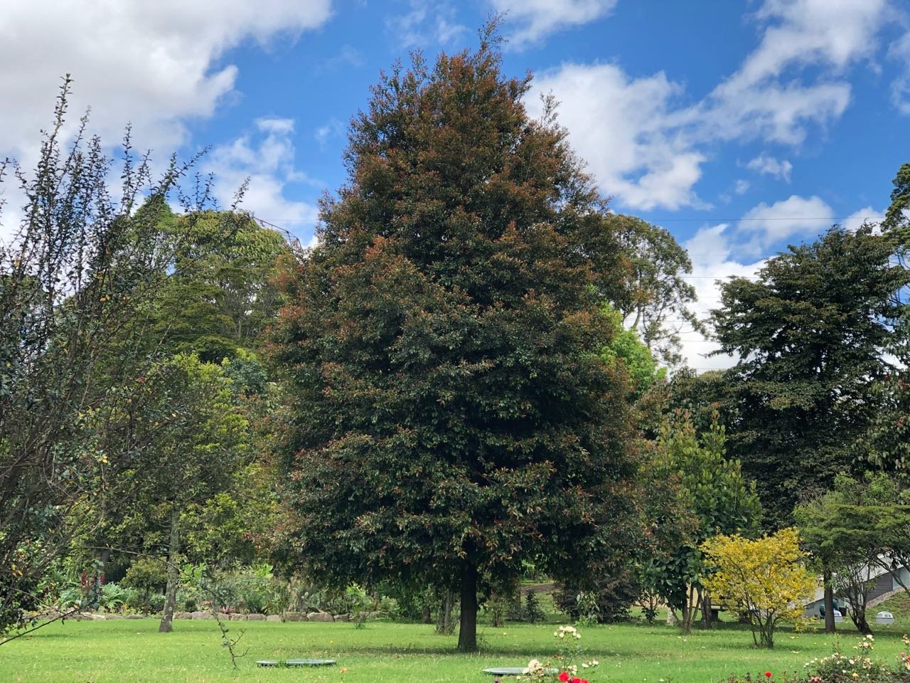 Guayacán de Manizales - Vista 4